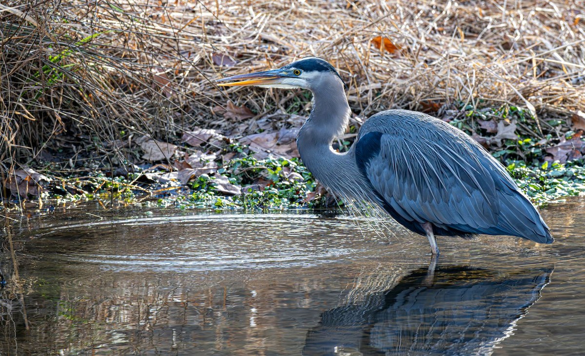 Koartza hauskara amerikarra - ML646758921