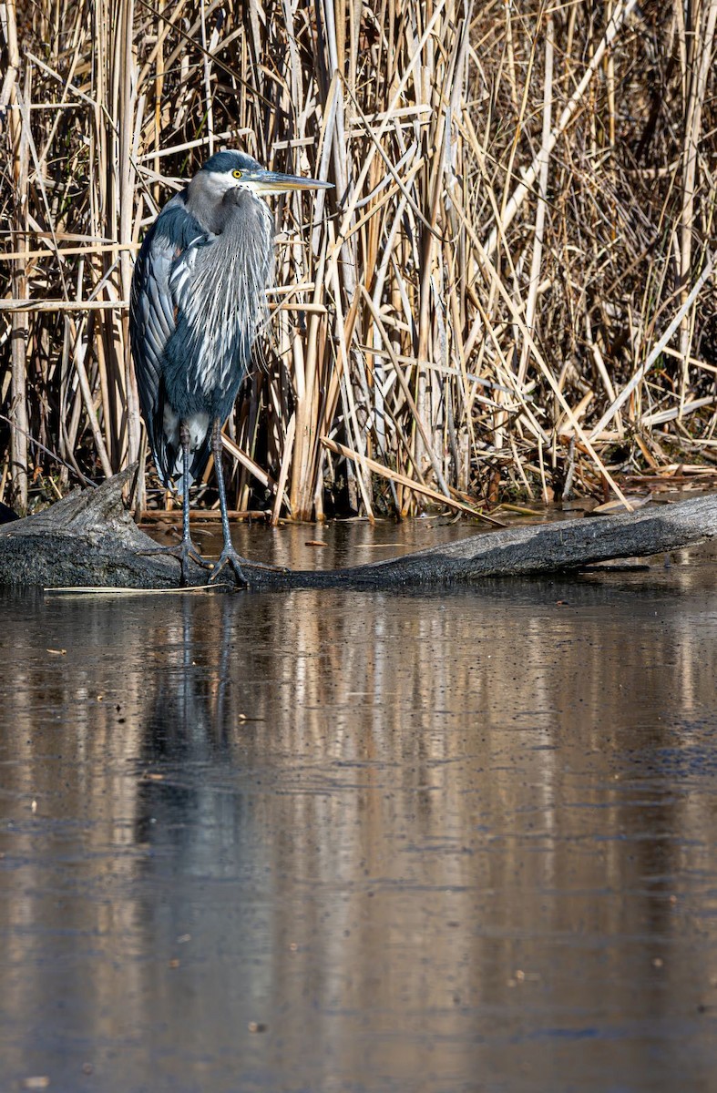 Koartza hauskara amerikarra - ML646758922