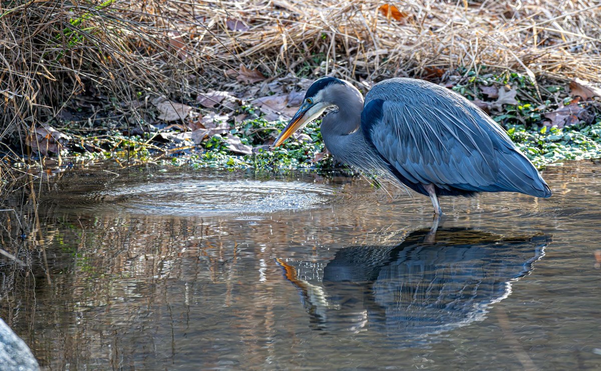 Koartza hauskara amerikarra - ML646758923