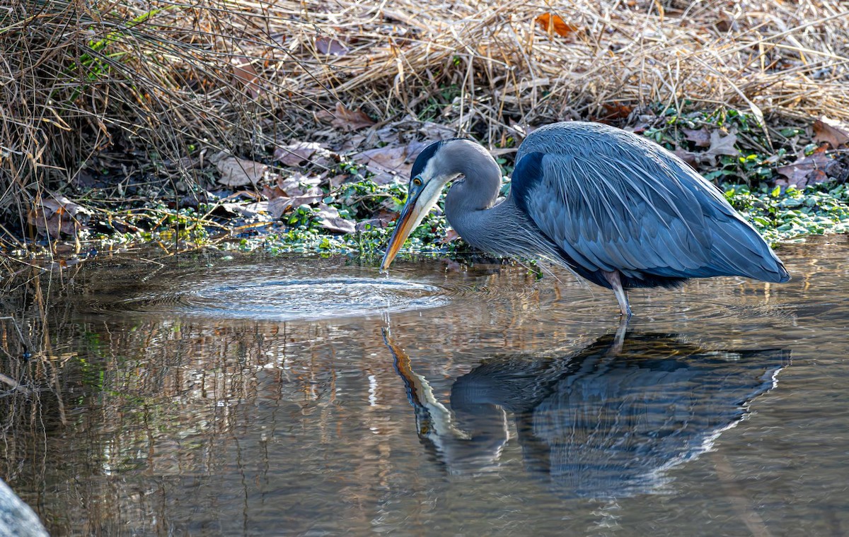 Koartza hauskara amerikarra - ML646758924