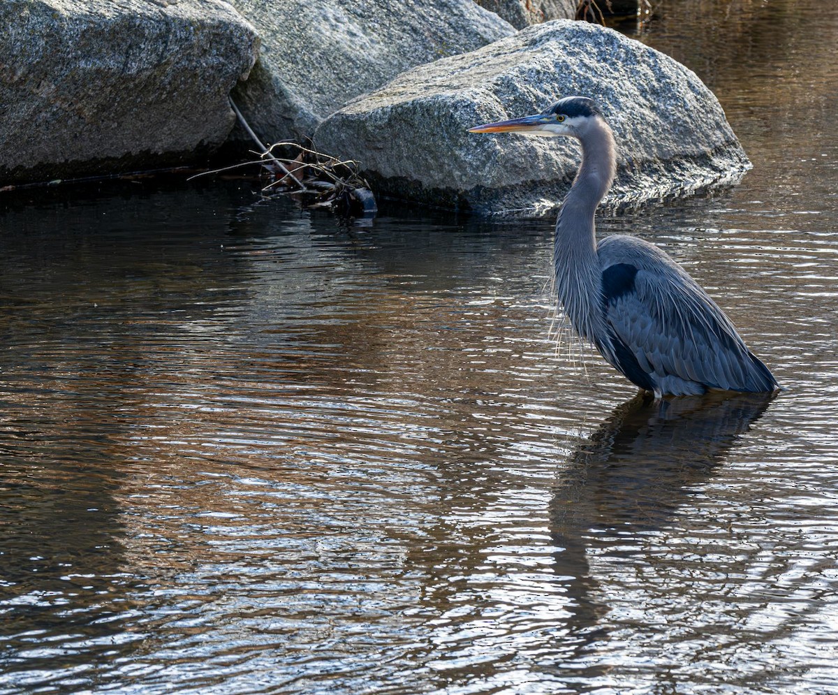 Koartza hauskara amerikarra - ML646758926