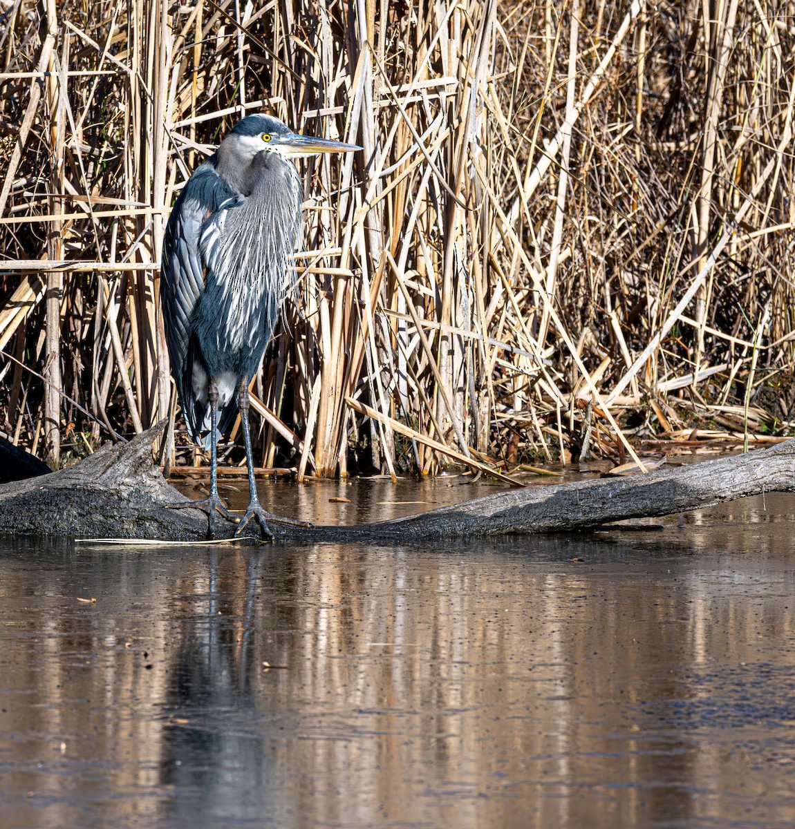 Koartza hauskara amerikarra - ML646758927