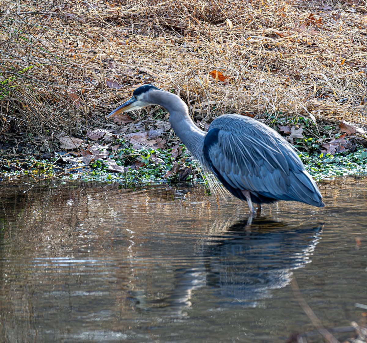 Koartza hauskara amerikarra - ML646758928