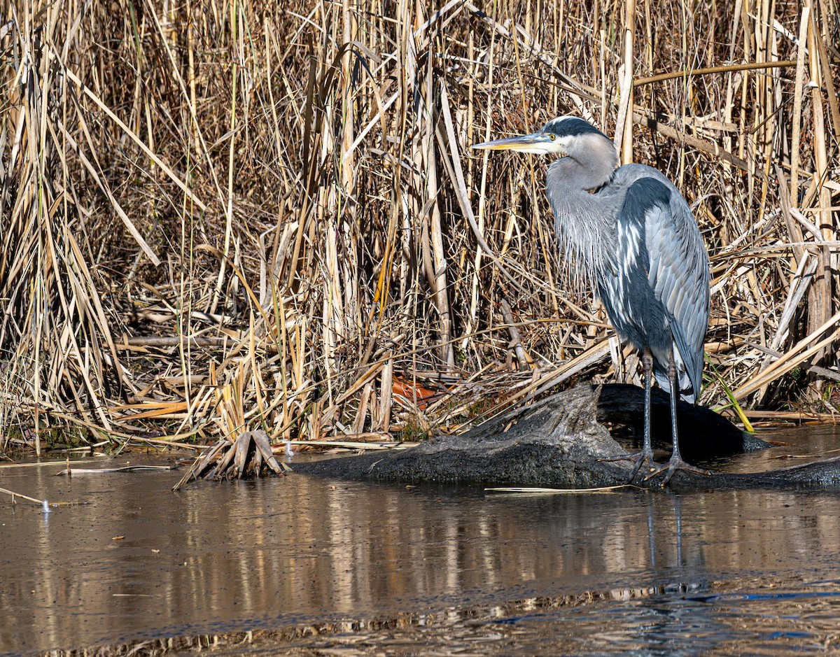 Koartza hauskara amerikarra - ML646758929