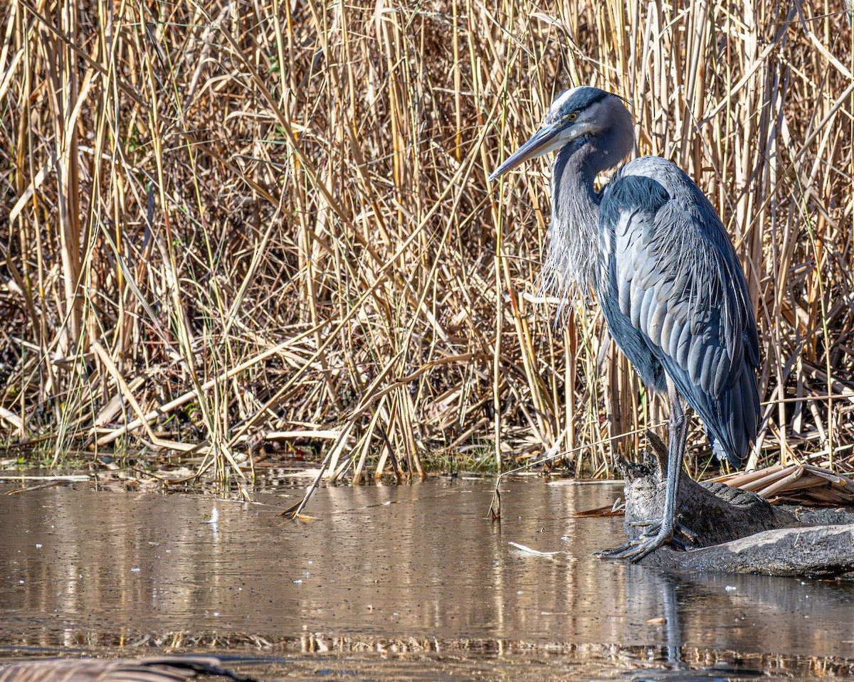 Koartza hauskara amerikarra - ML646758931