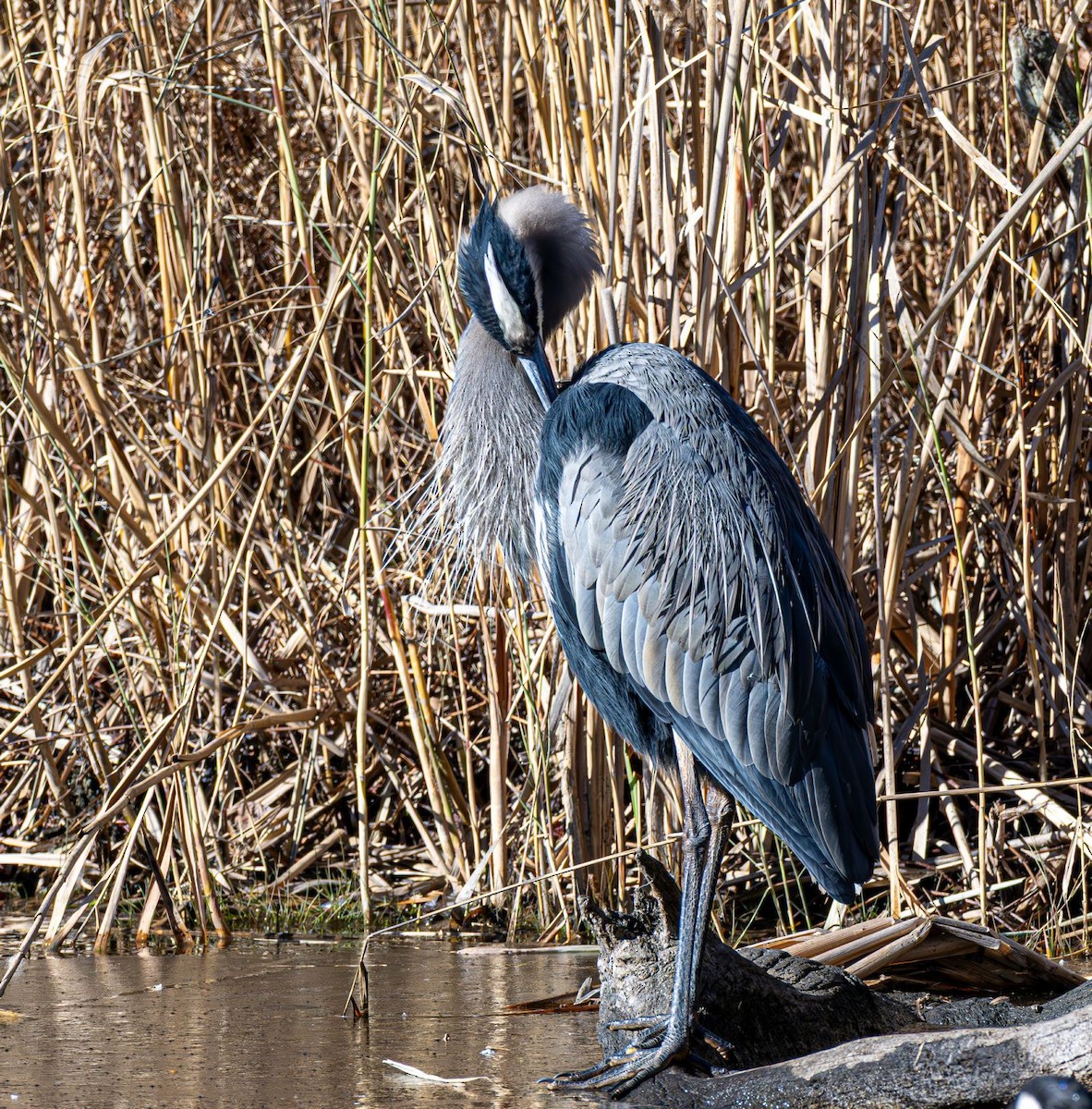 Koartza hauskara amerikarra - ML646758932