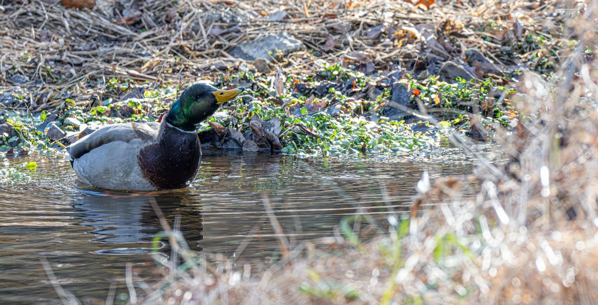 Basahatea - ML646758936