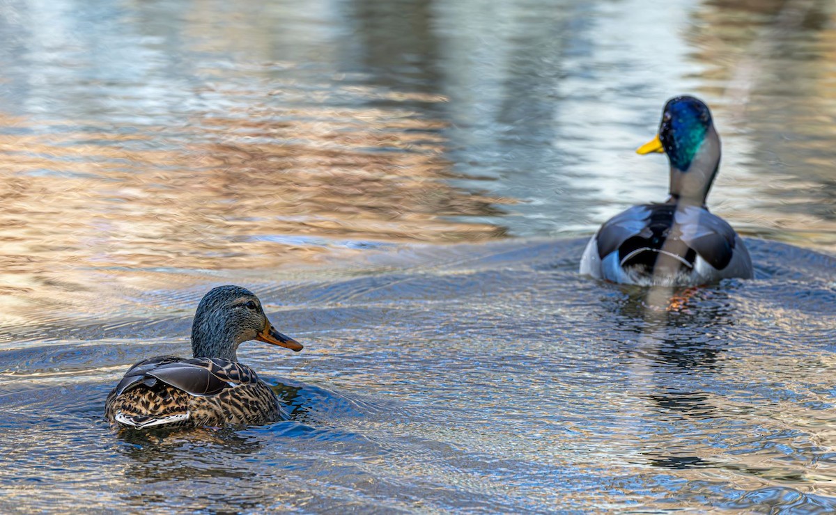 Basahatea - ML646758937