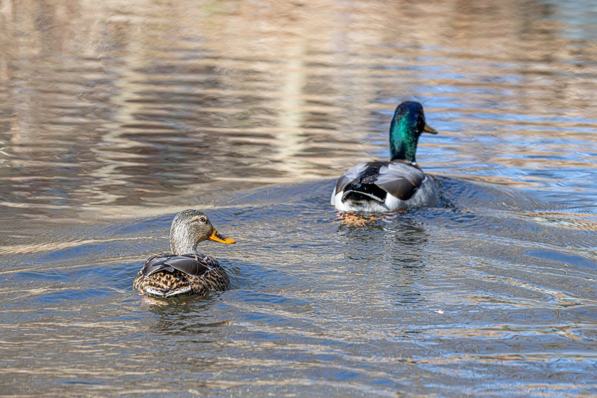 Basahatea - ML646758938