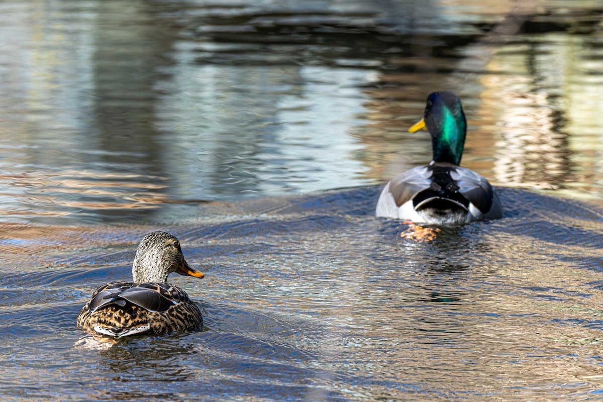 Basahatea - ML646758939