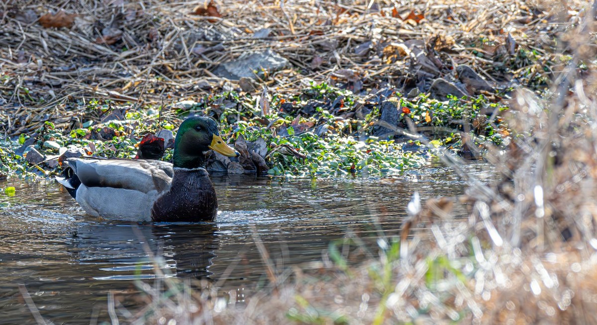 Basahatea - ML646758940