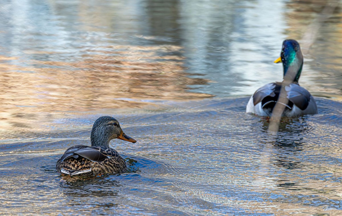 Basahatea - ML646758941