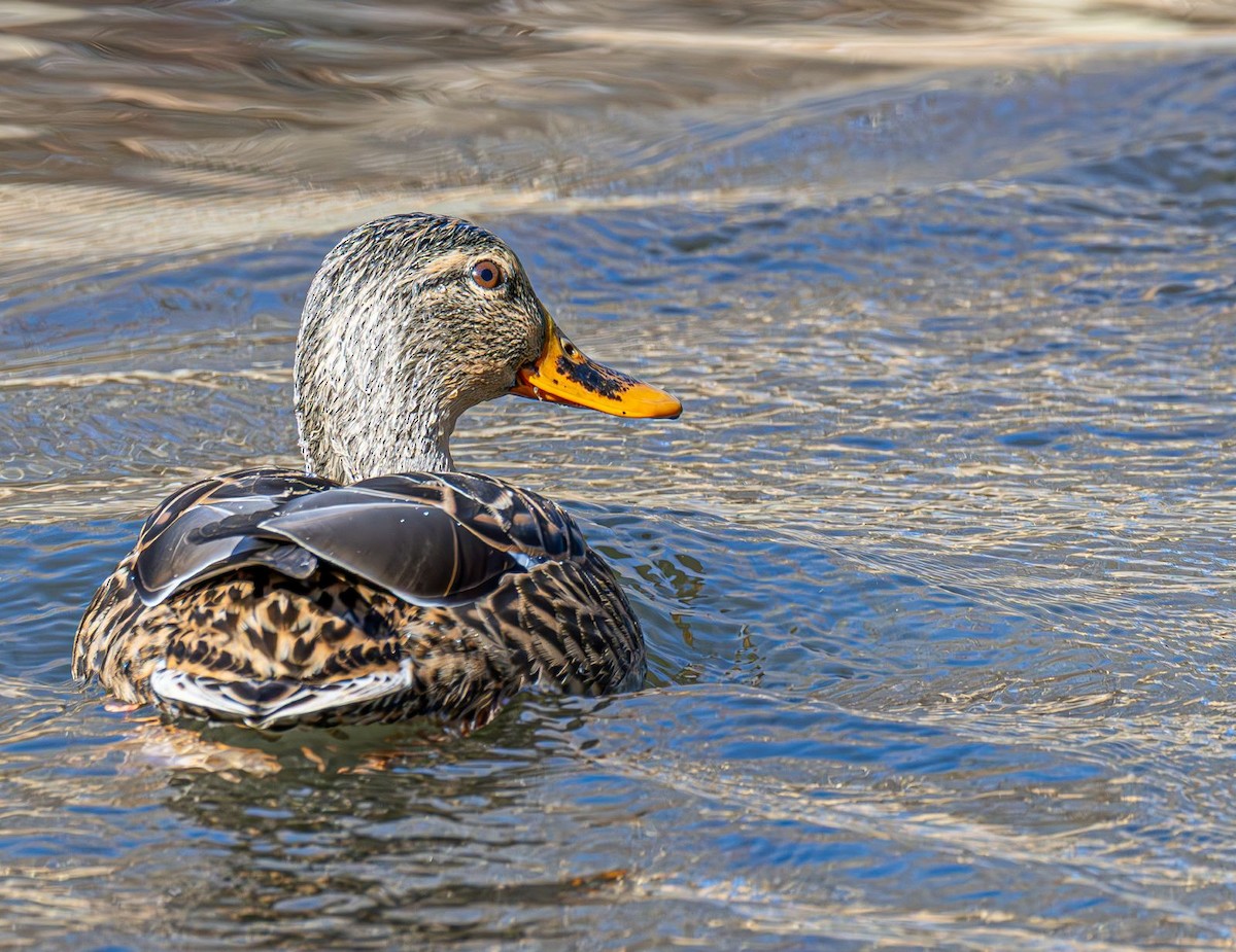 Basahatea - ML646758942