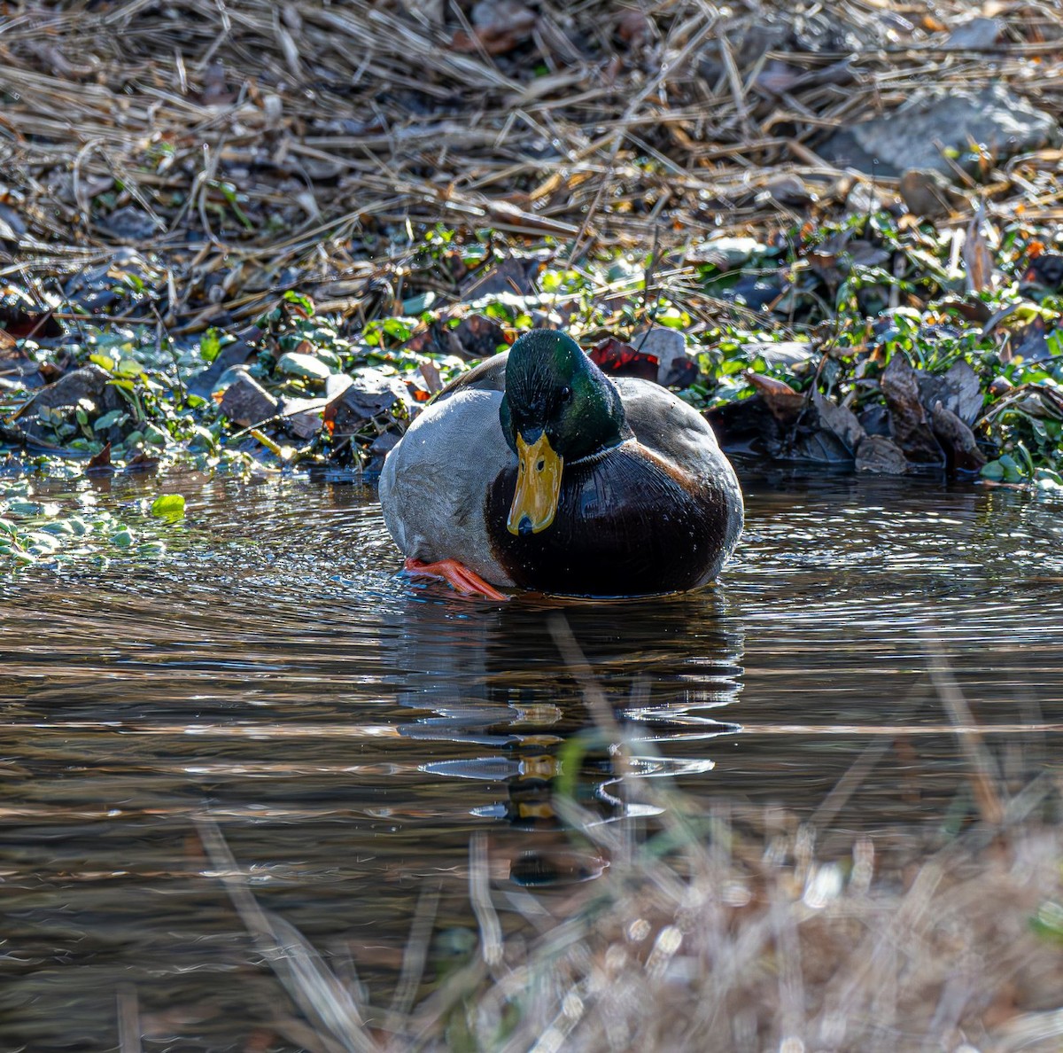 Basahatea - ML646758943