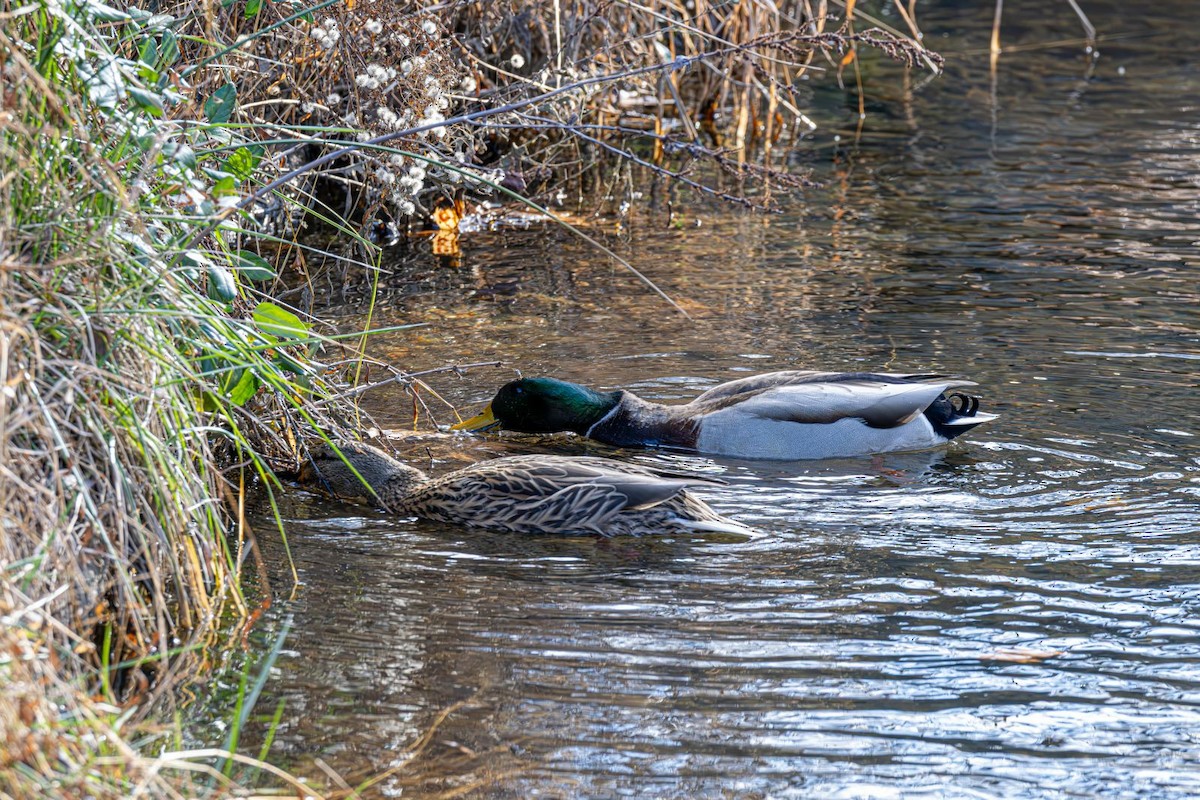 Basahatea - ML646758944