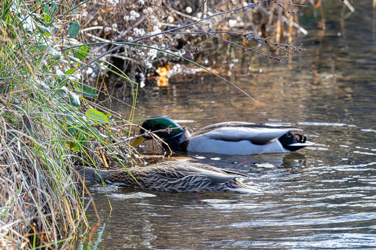 Basahatea - ML646758945