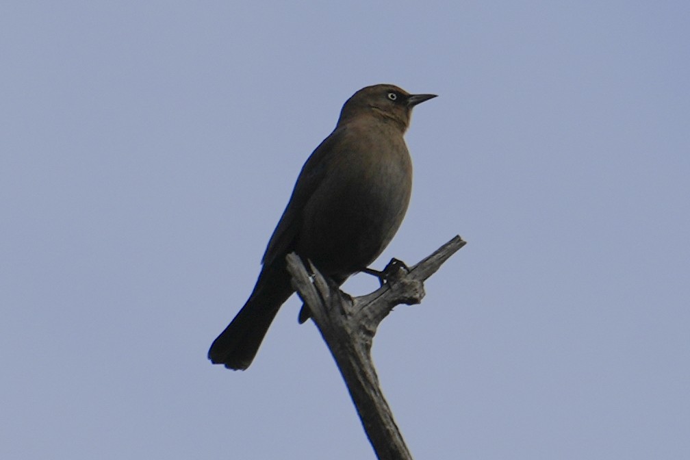 Rusty Blackbird - ML646758948