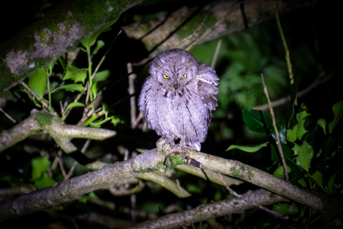 Eurasian Scops-Owl - ML646758949
