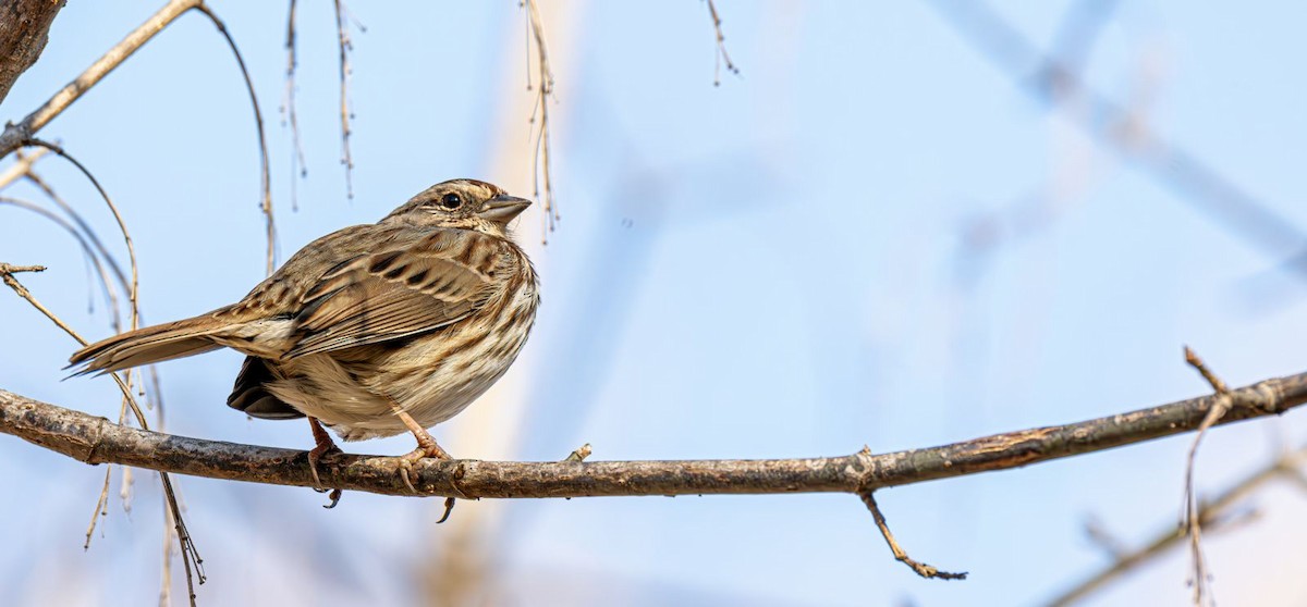 Song Sparrow - ML646758950