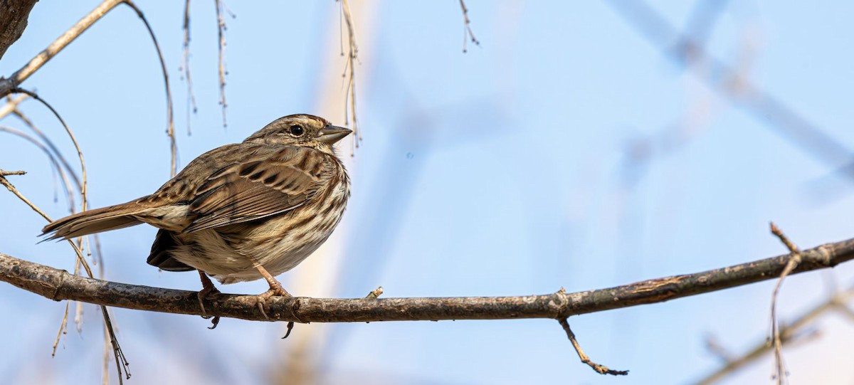 Song Sparrow - ML646758951