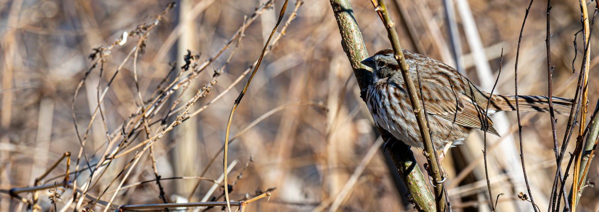 Song Sparrow - ML646758952