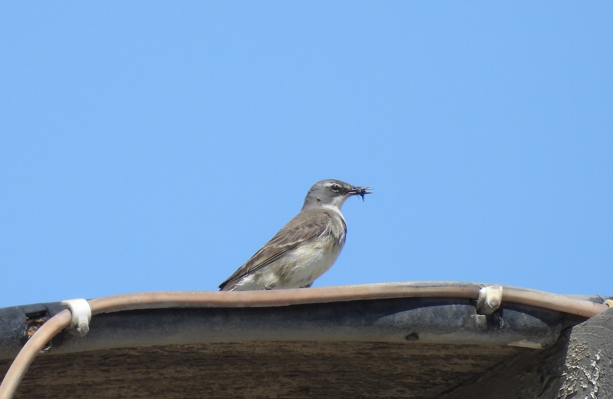 Cape Wagtail - ML646758953