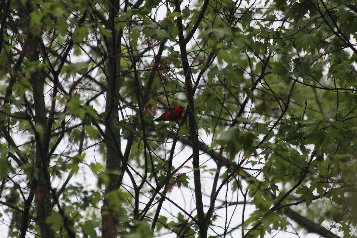 Scarlet Tanager - ML646758957