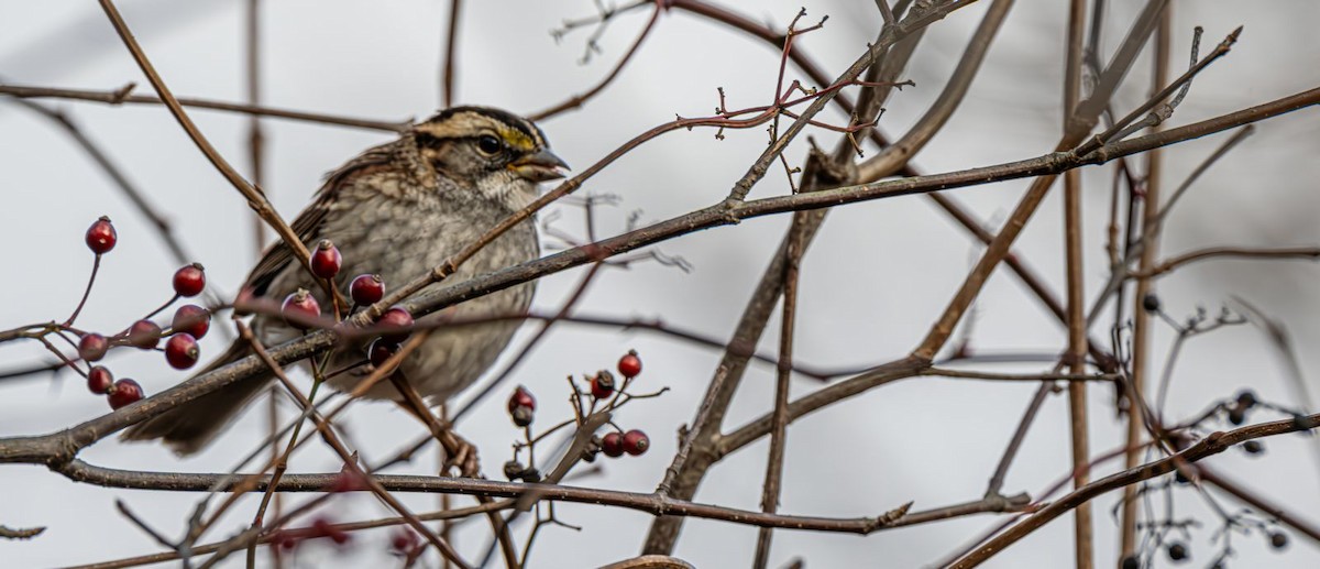 White-throated Sparrow - ML646758958