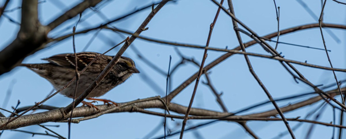 White-throated Sparrow - ML646758959