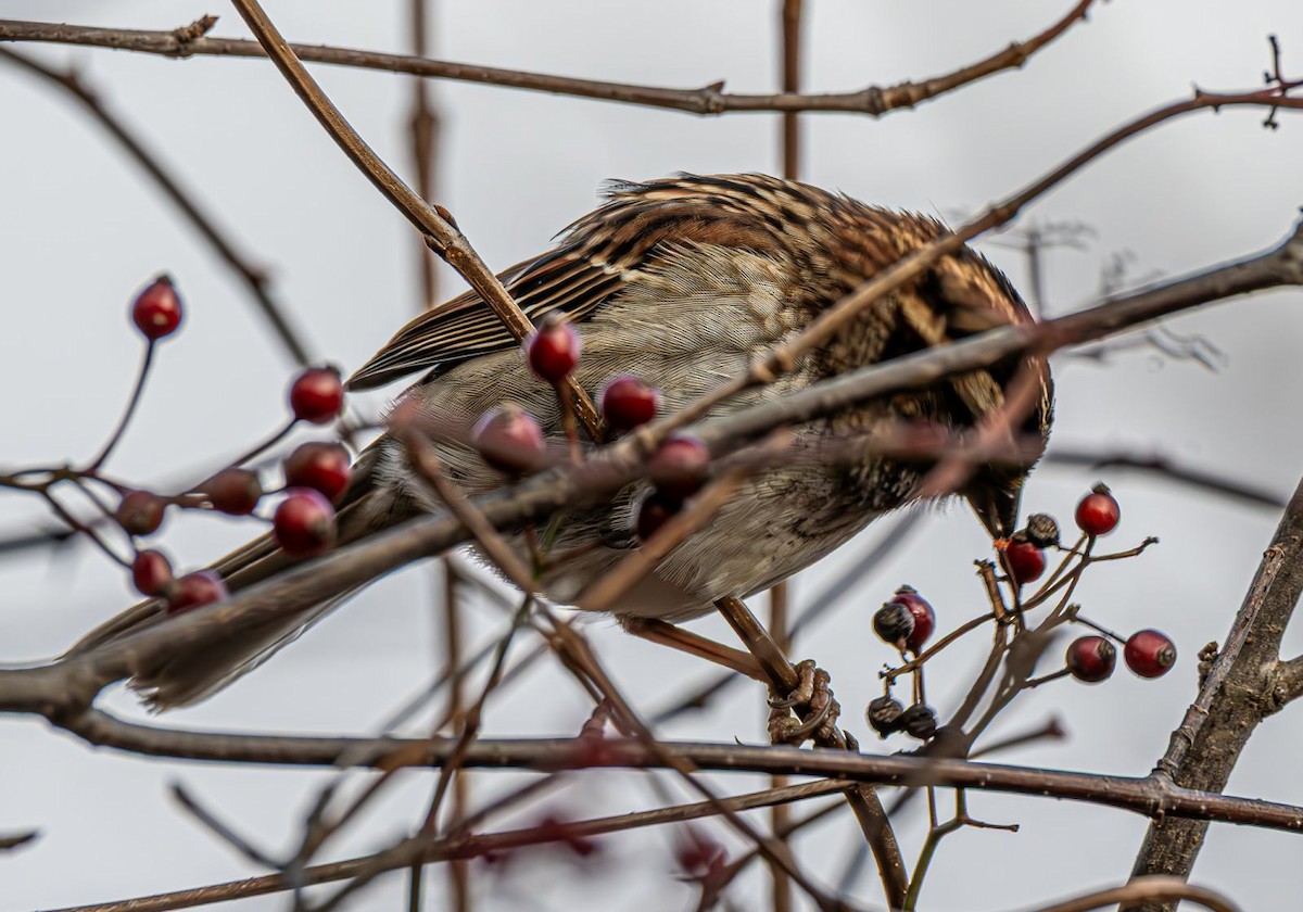 White-throated Sparrow - ML646758960