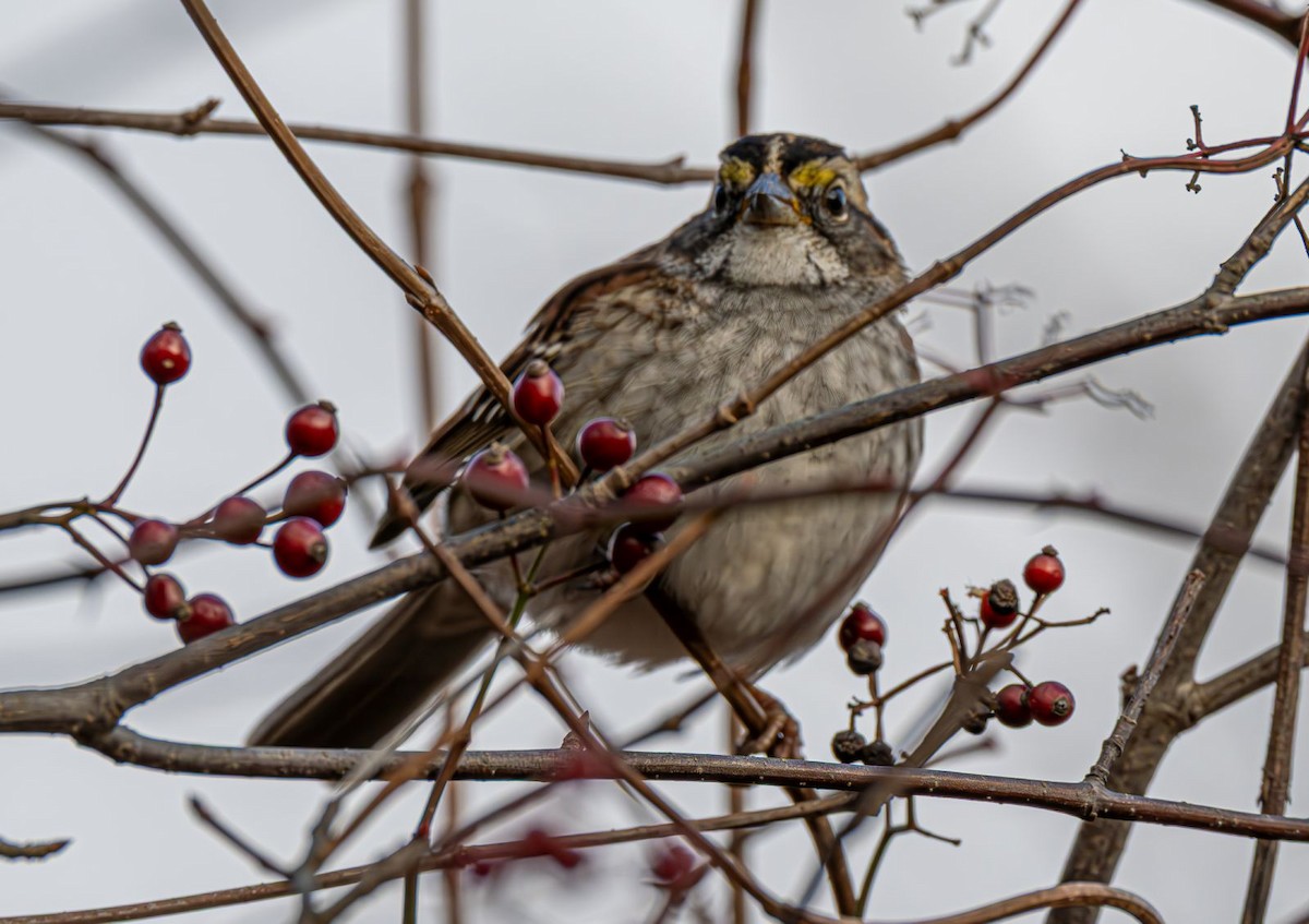 White-throated Sparrow - ML646758961