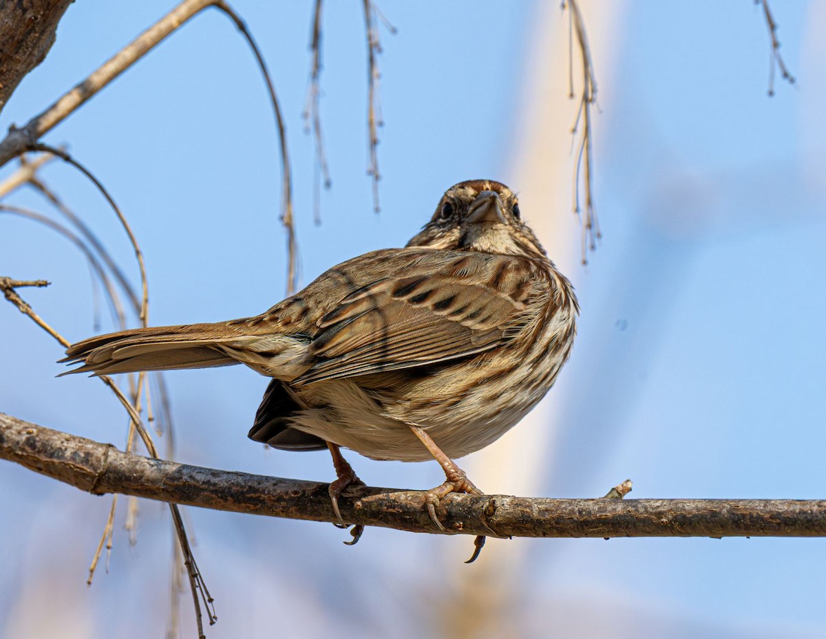Song Sparrow - ML646758962