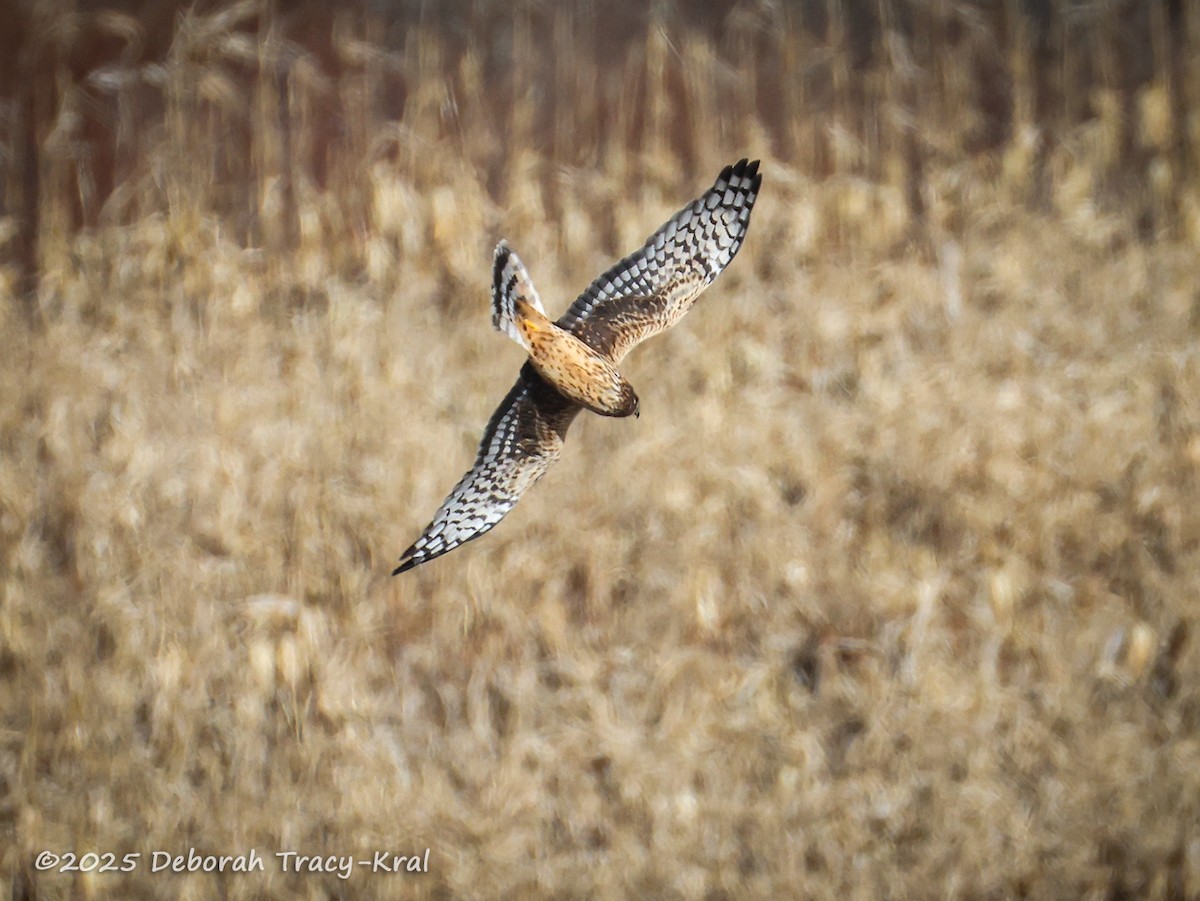 Northern Harrier - ML646758976