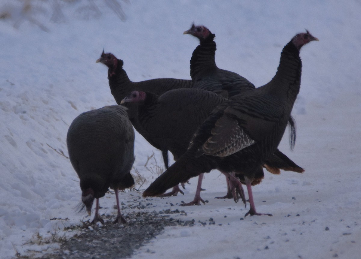 Wild Turkey - ML646758982