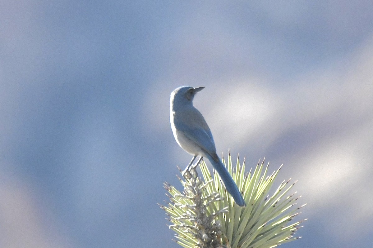 Woodhouse's Scrub-Jay - ML646758983