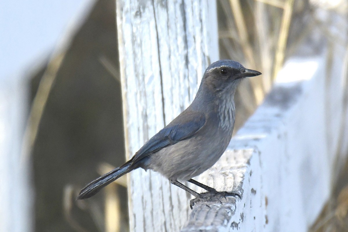Woodhouse's Scrub-Jay - ML646758984