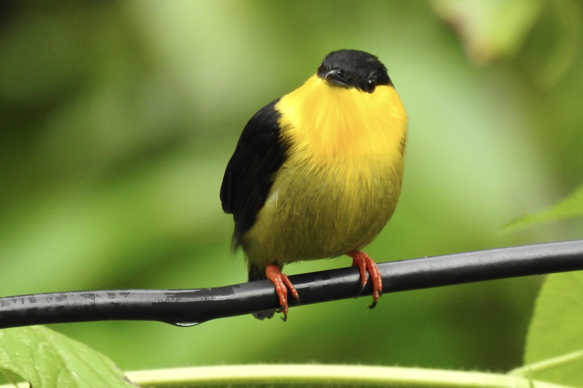 Golden-collared Manakin - ML646758986
