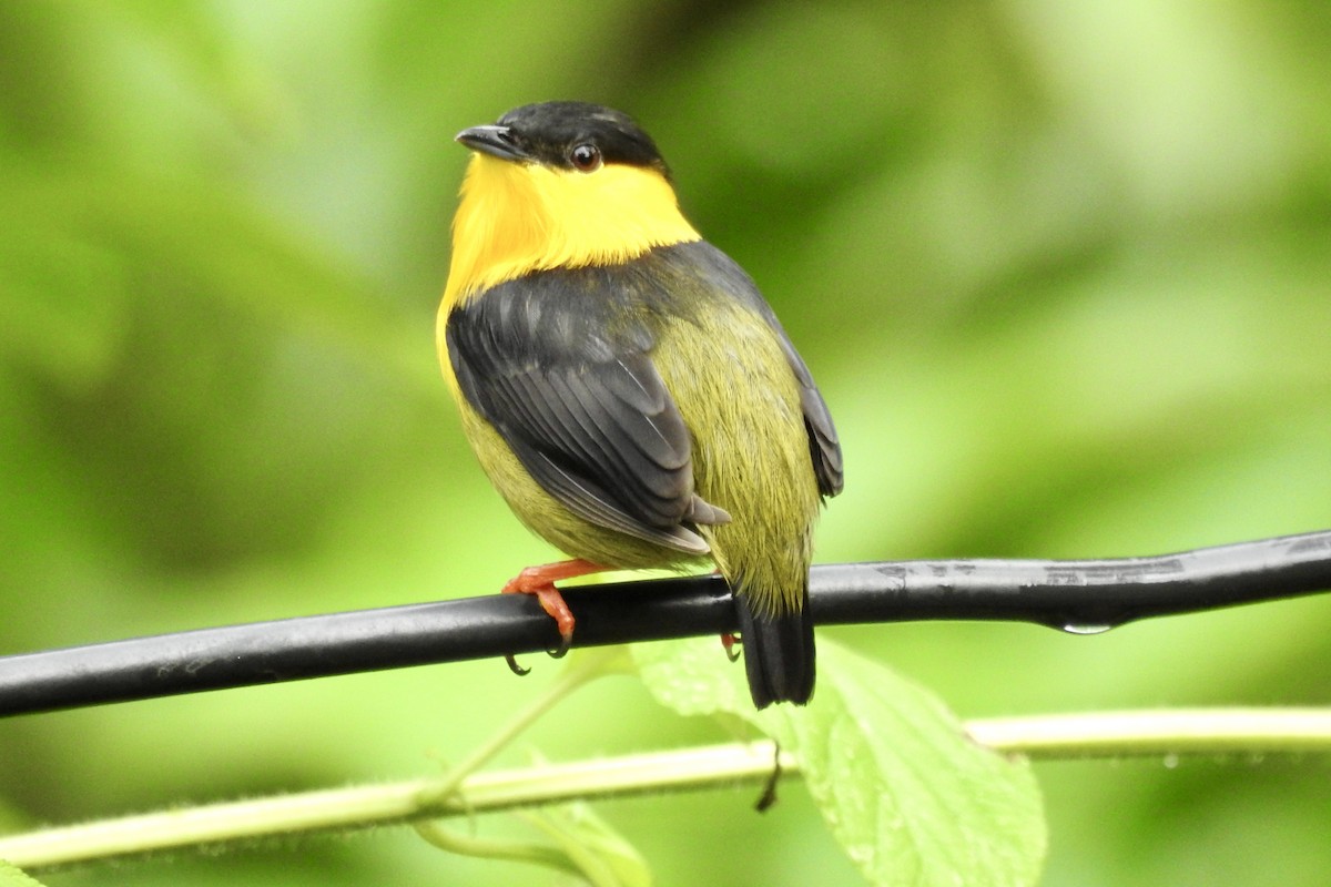 Golden-collared Manakin - ML646758987