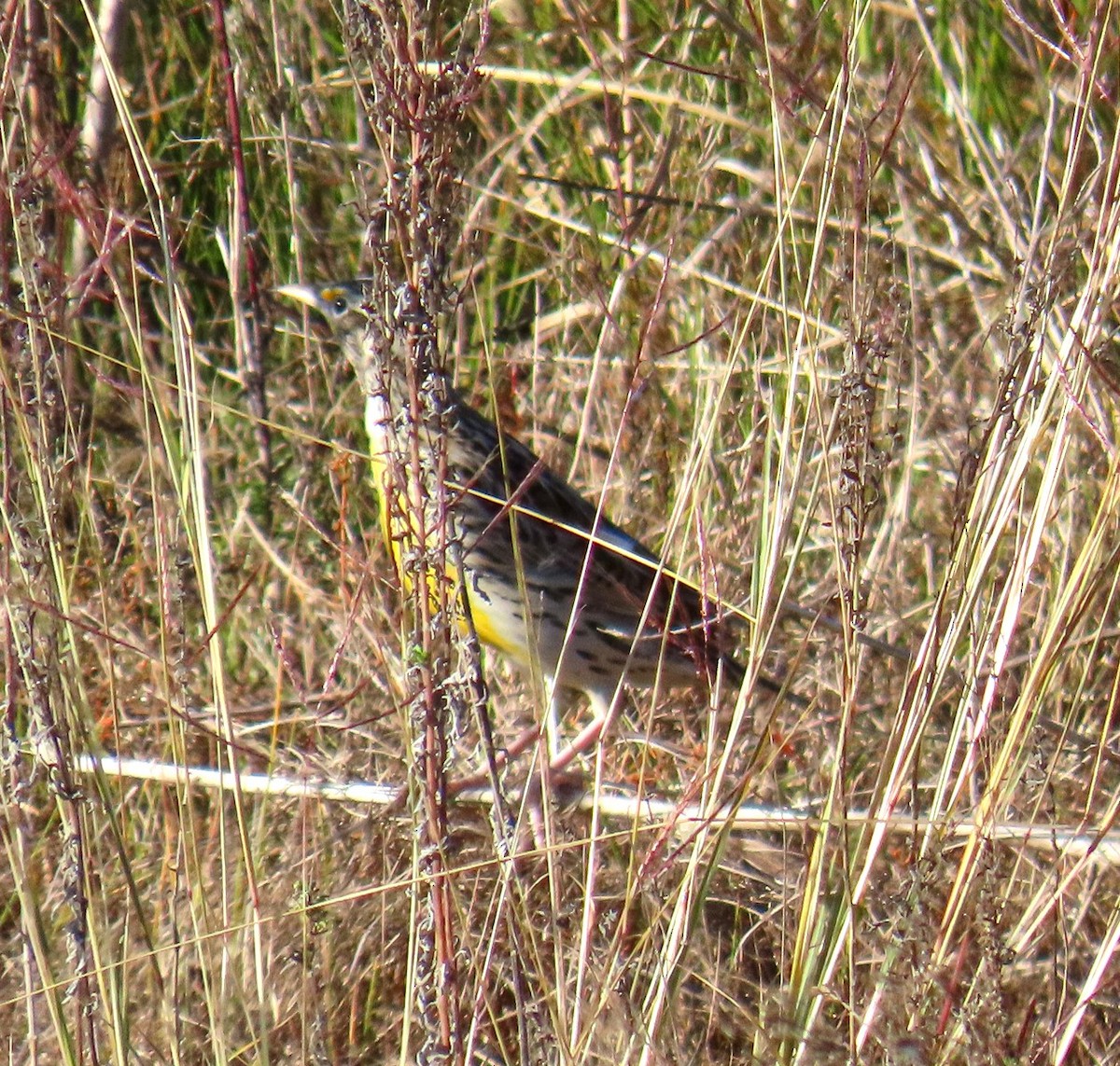 Wiesen-/Lerchenstärling - ML646758989