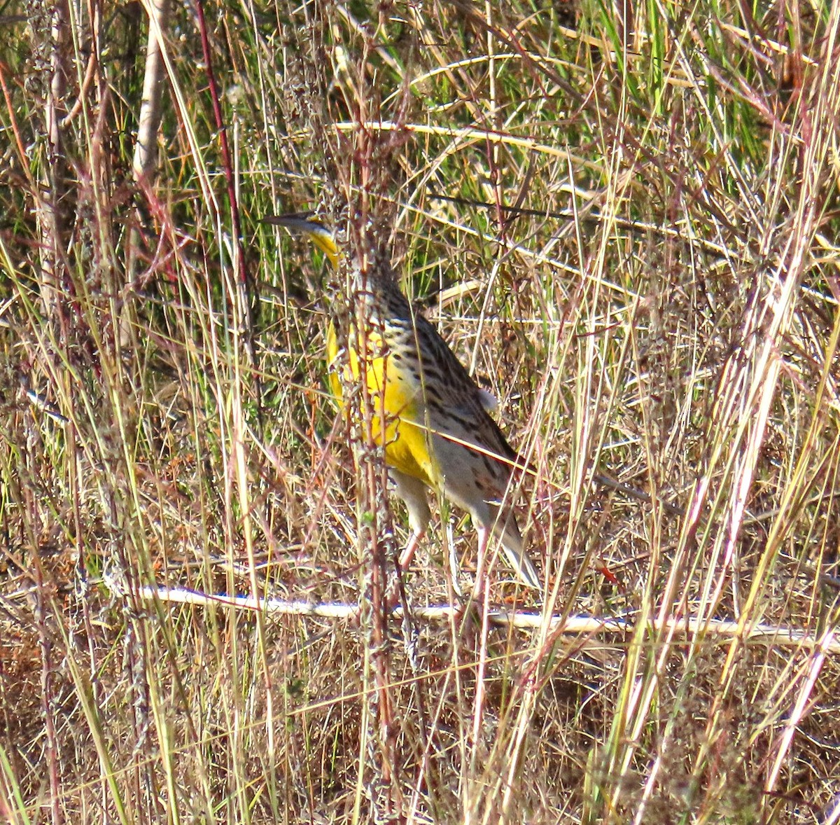 Wiesen-/Lerchenstärling - ML646758990