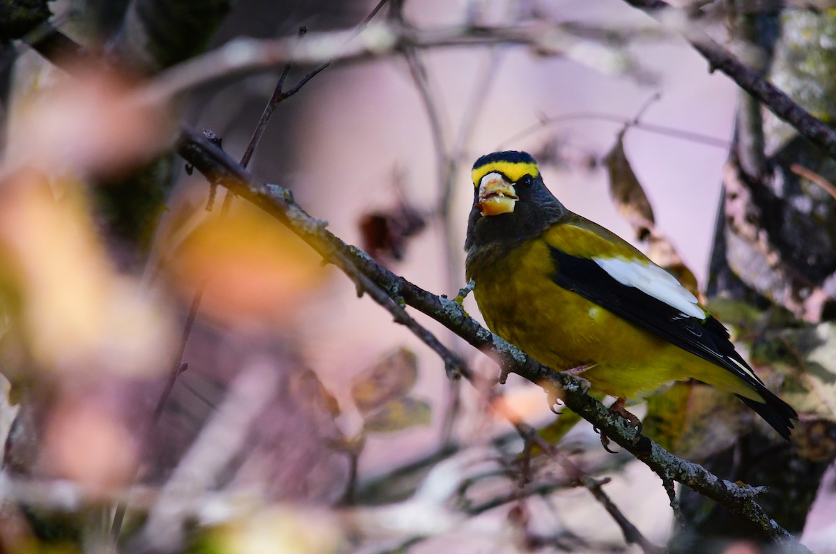 Evening Grosbeak - ML646758993