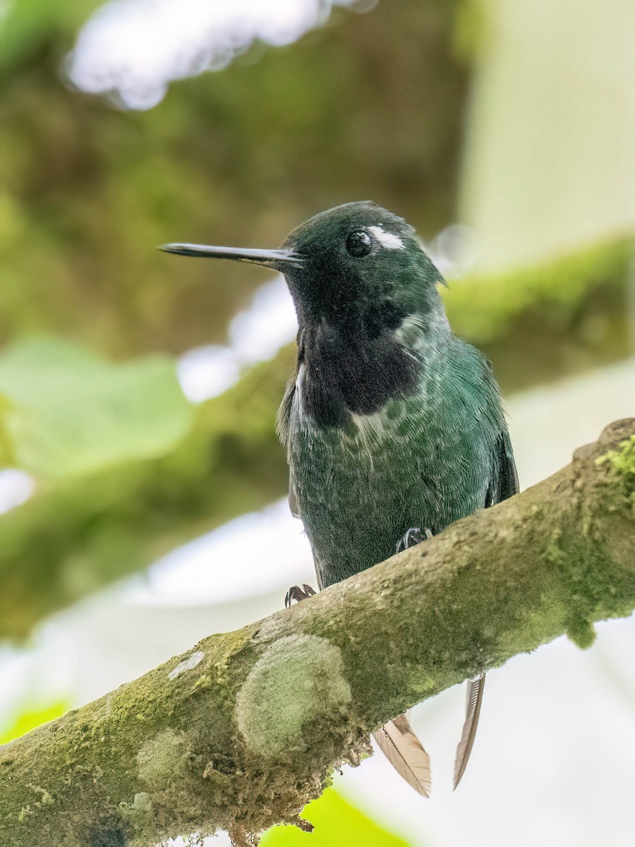 Purple-bibbed Whitetip - ML646758995