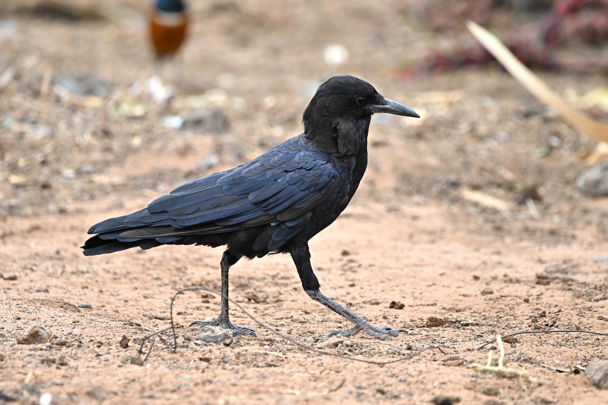 smalnebbkråke - ML646758996