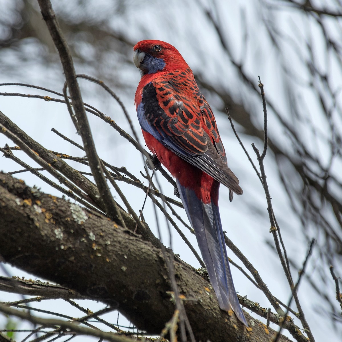 Perico Elegante - ML646758997