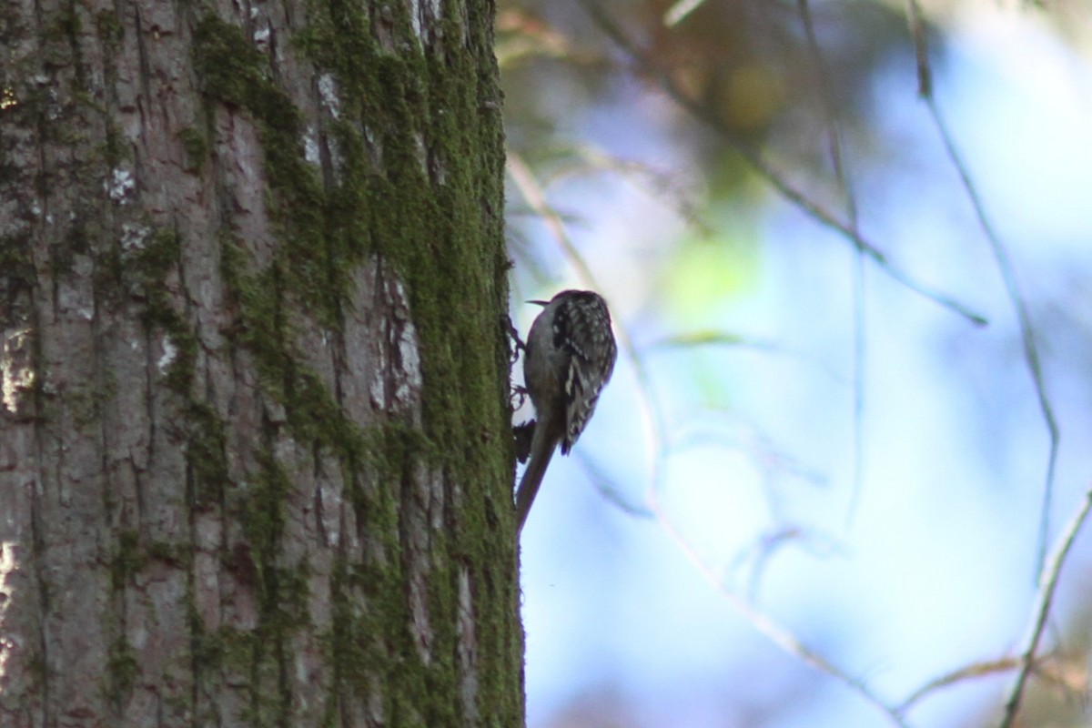 Brown Creeper - ML646758999