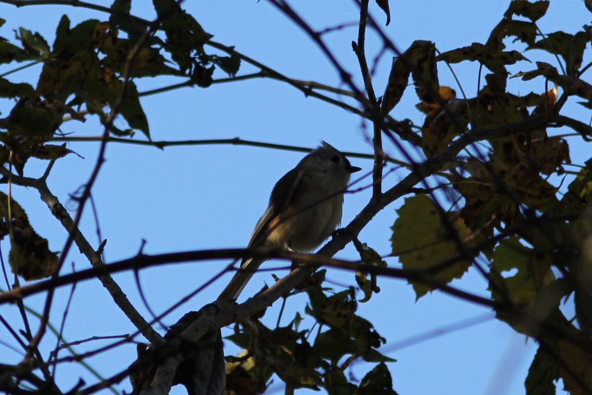 Tufted Titmouse - ML646759001