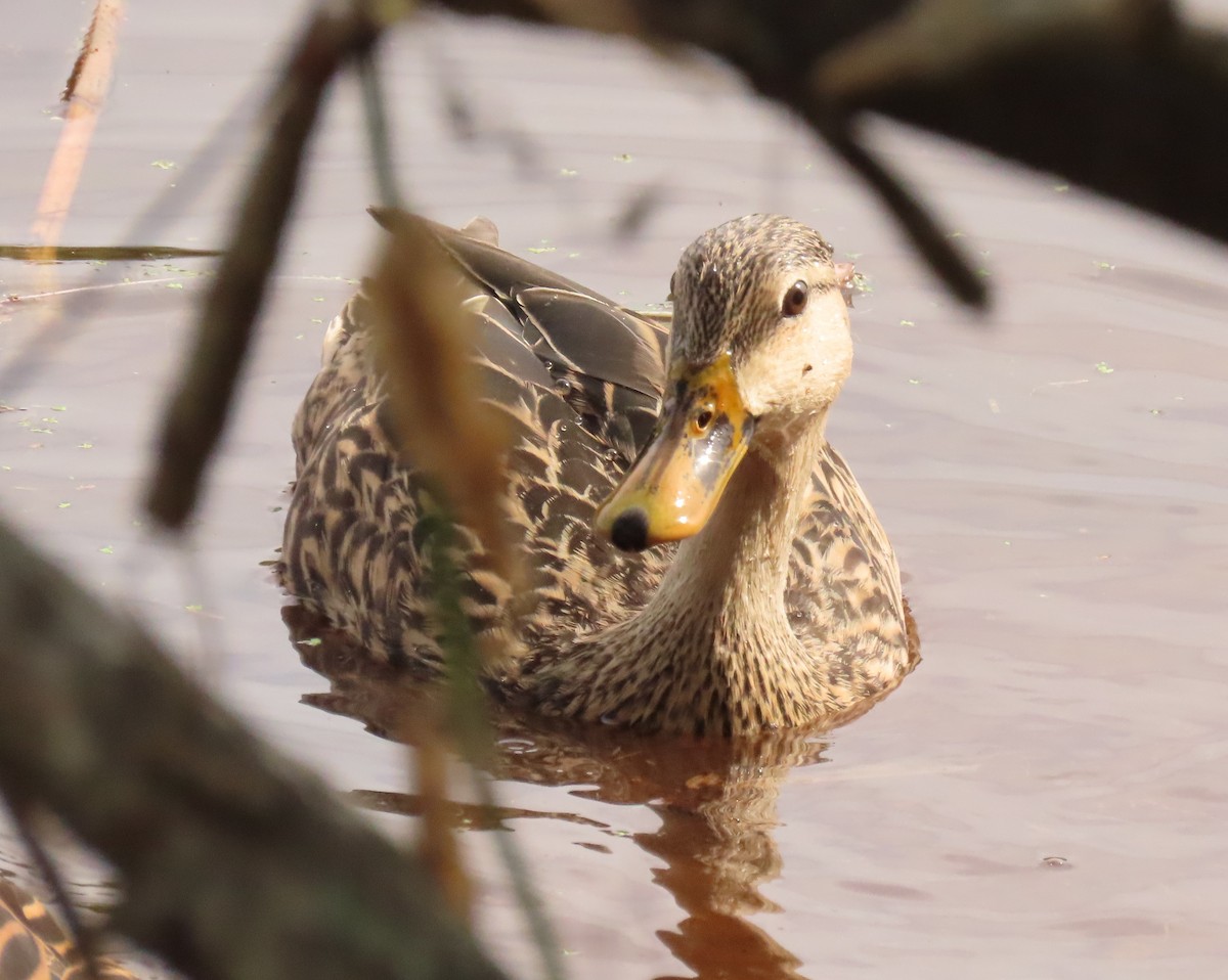 Yeşilbaş x Florida Ördeği - ML646759003