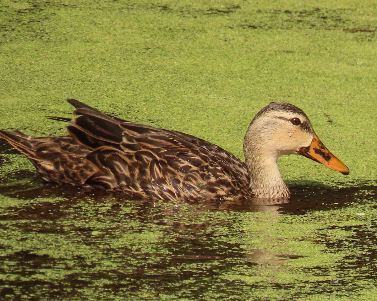 Yeşilbaş x Florida Ördeği - ML646759004