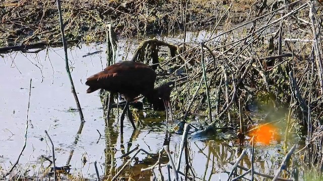 White-faced Ibis - ML646759011
