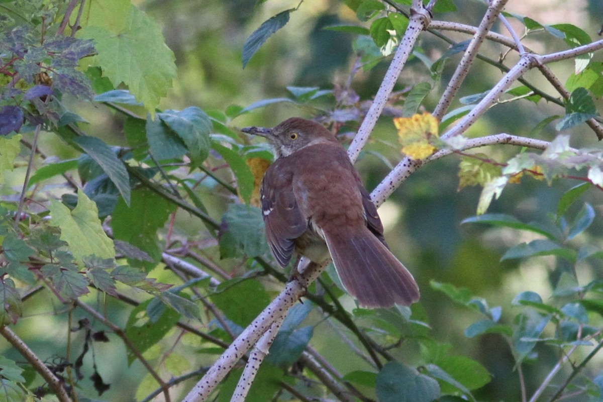 Brown Thrasher - ML646759012